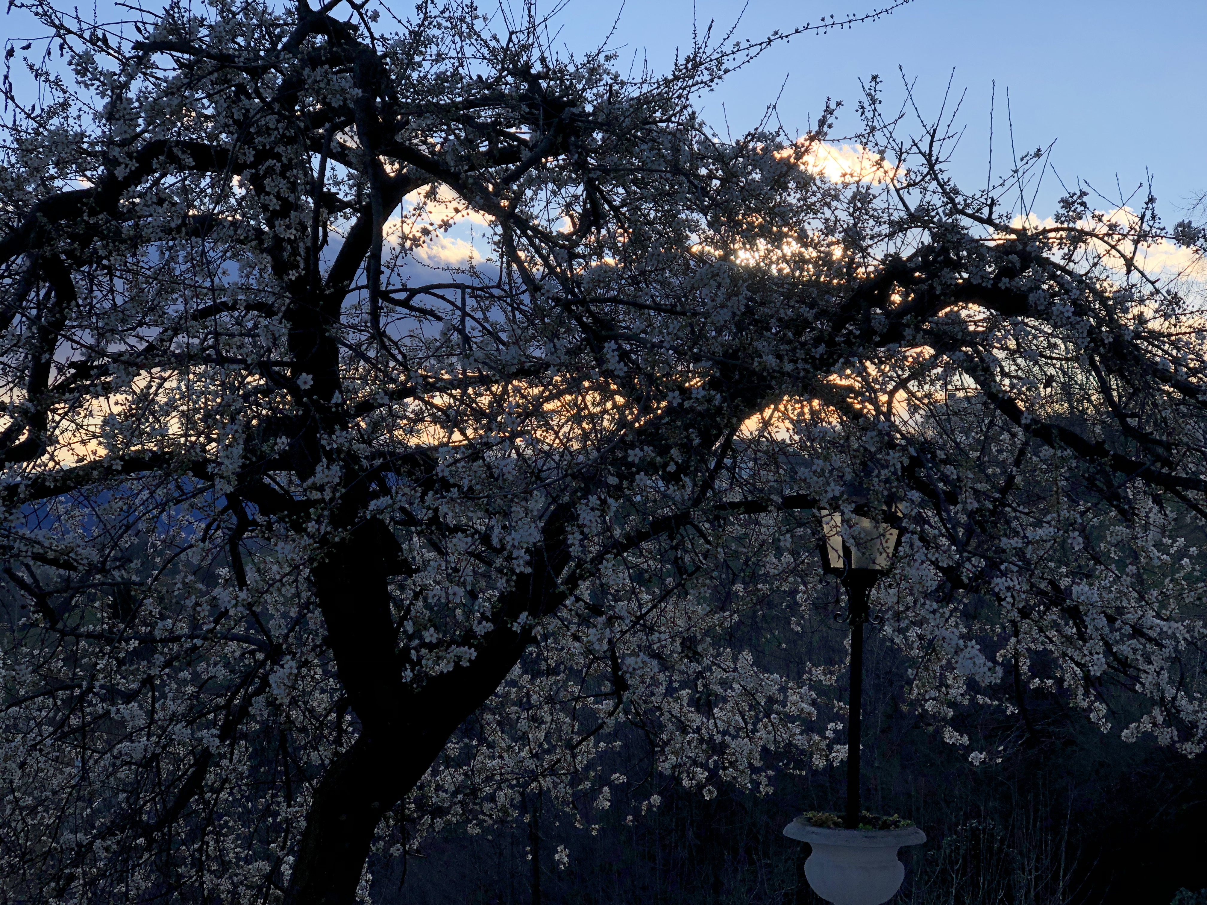 Kirschblüten bei Sonnenuntergang