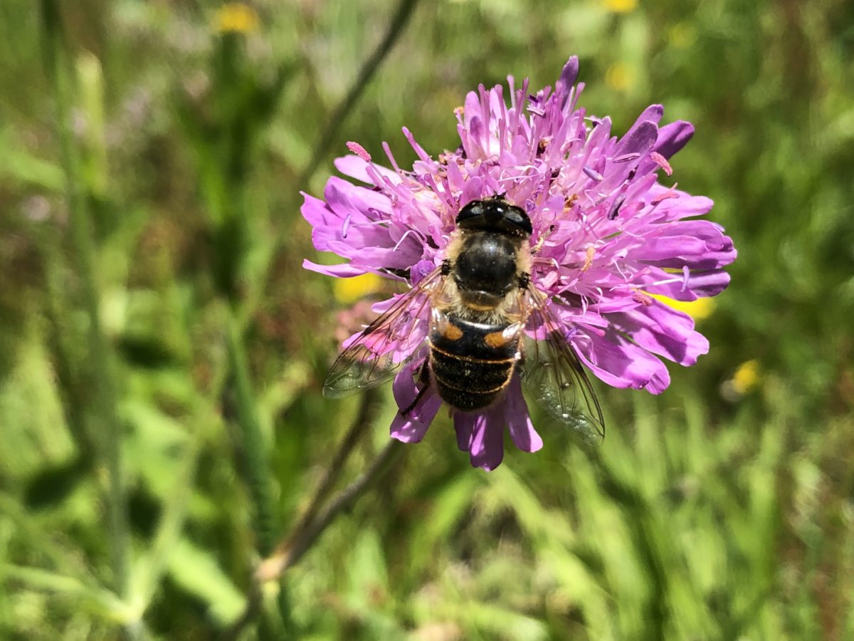 biene-auf-blume-svens-fotoblogsvens-fotoblog